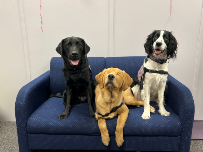 Three therapy dogs sit on a blue couch.